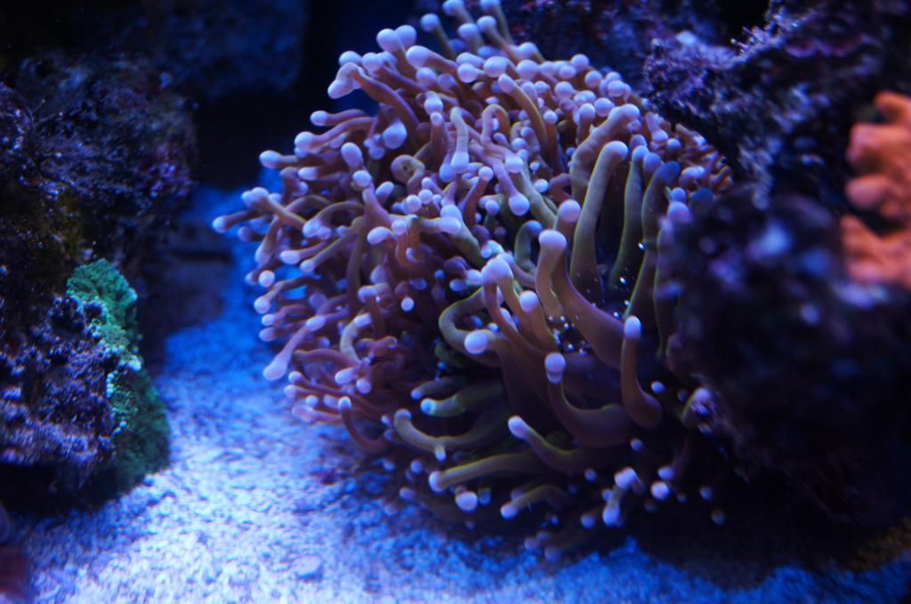 Cayenne reccomend anemone sexy time with fish