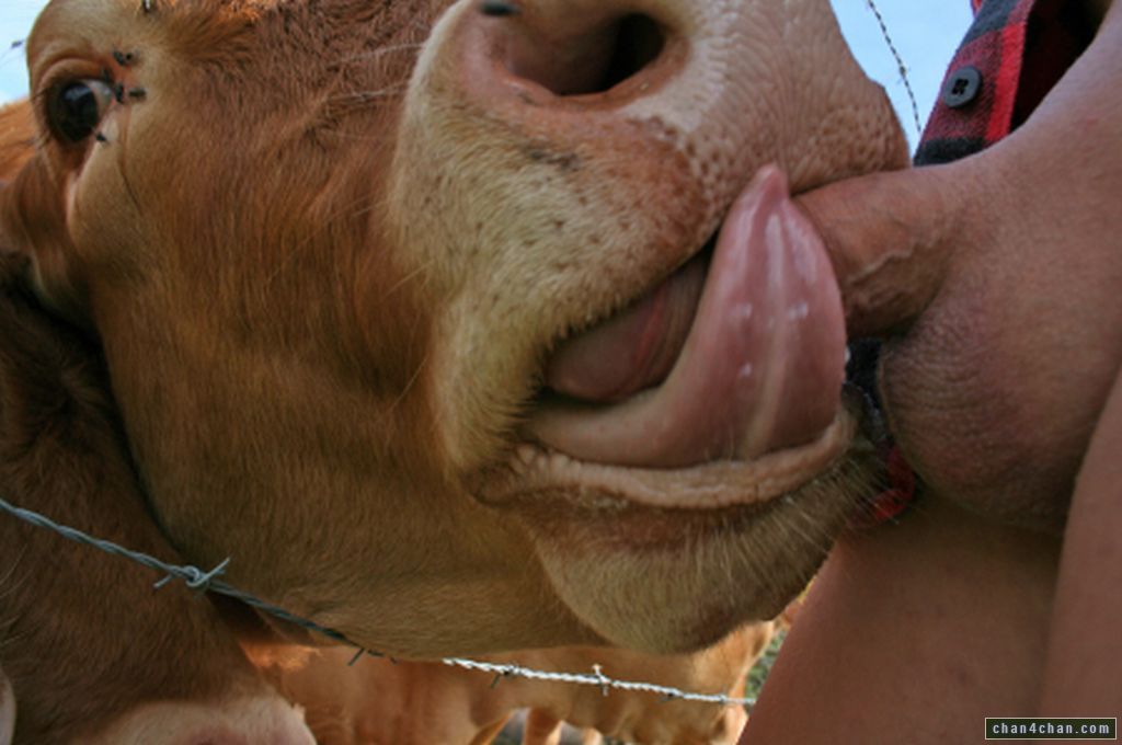 best of Blowing cunt girl cow