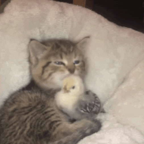 Colonel reccomend play with chubby kitten