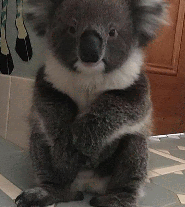 Rooster reccomend pushed koala tree gets