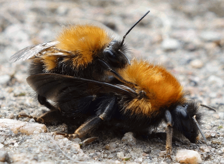 best of Bee honey