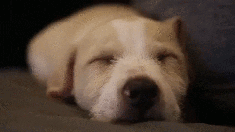 Sleepy doggo does incredible nappy
