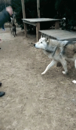 Wolf breeding